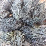 Wholesale Raw Sea Moss