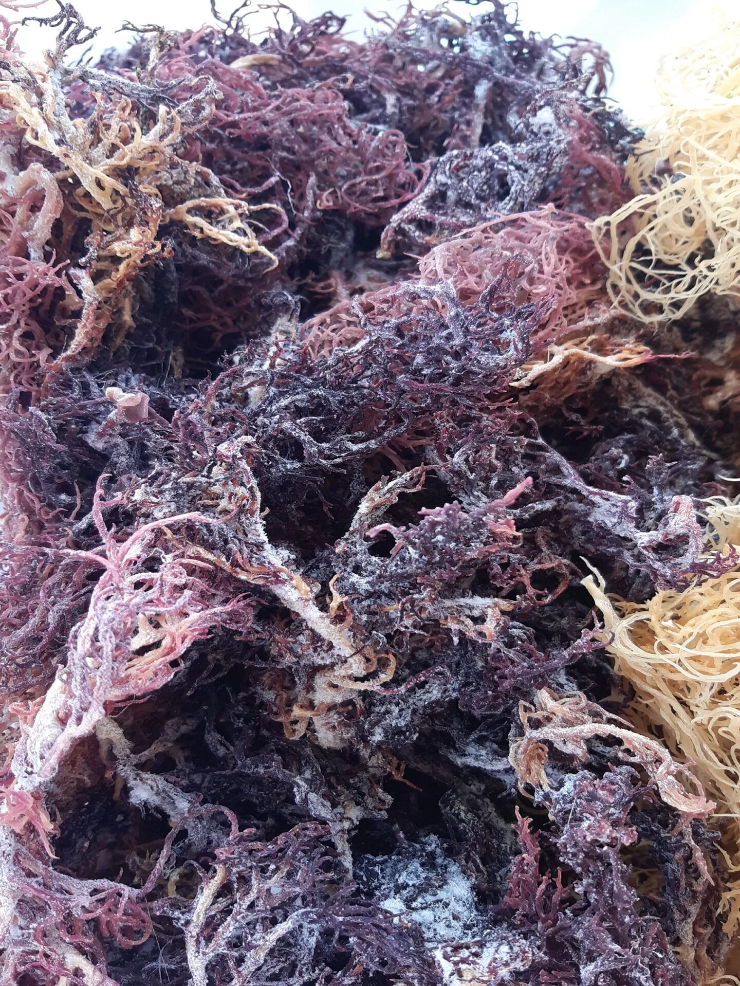 purple-sea-moss-image-1-1