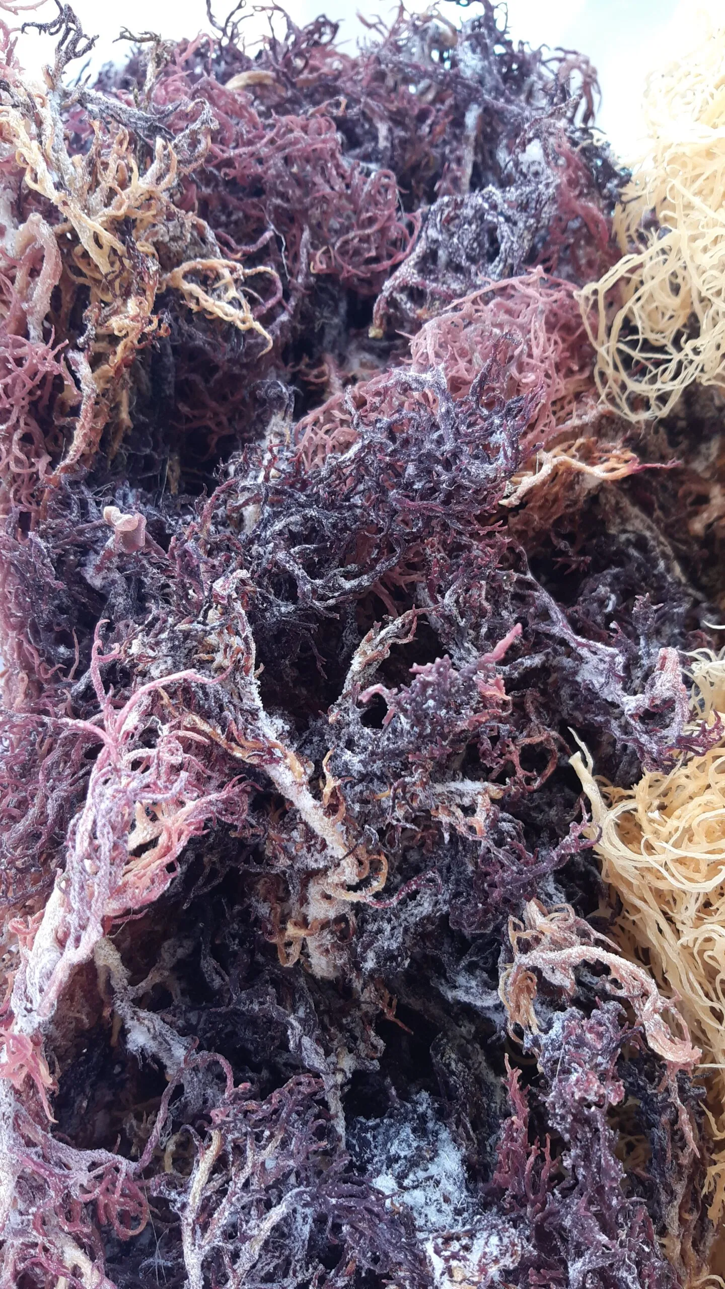 purple-sea-moss-image-1