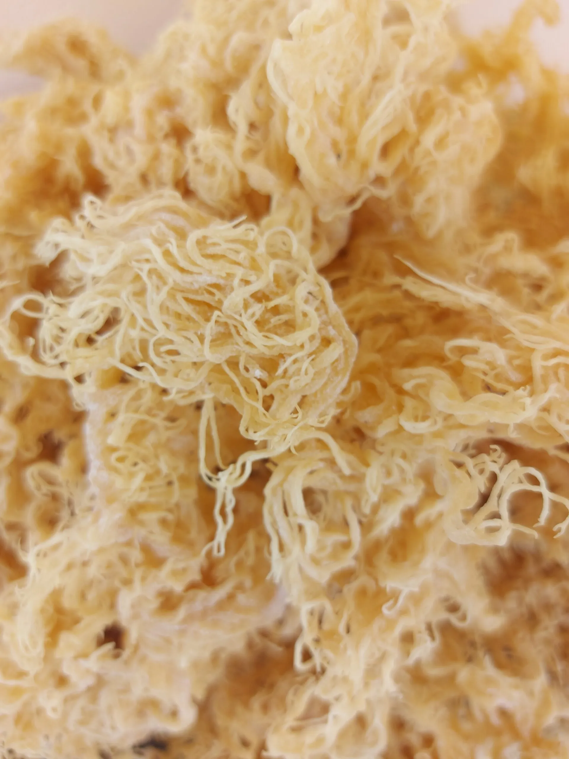 sea-moss-product-image-1