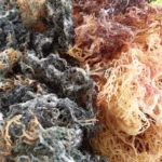 Wholesale Full Spectrum Sea Moss