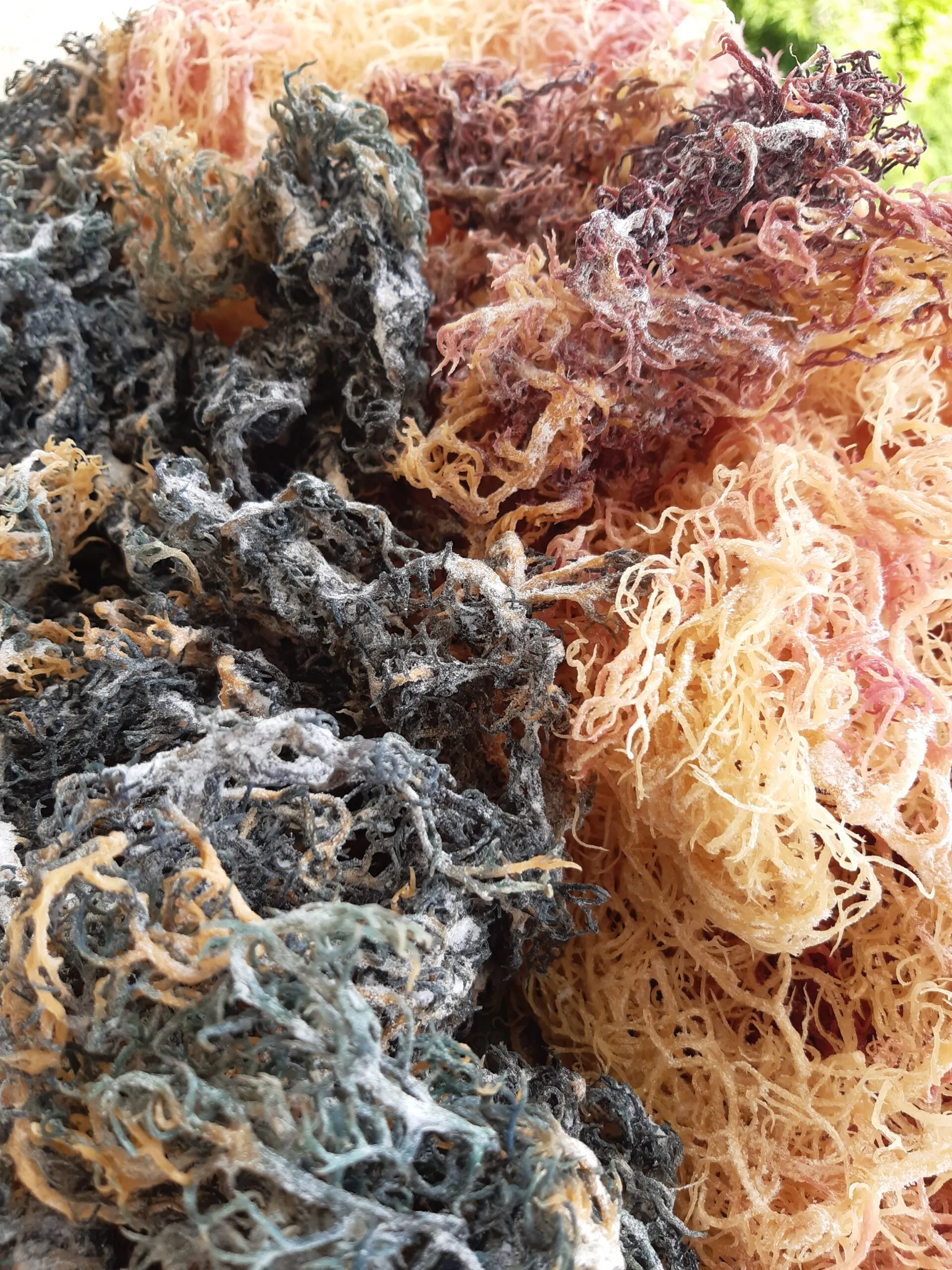 full-spectrum-sea-moss-image-1
