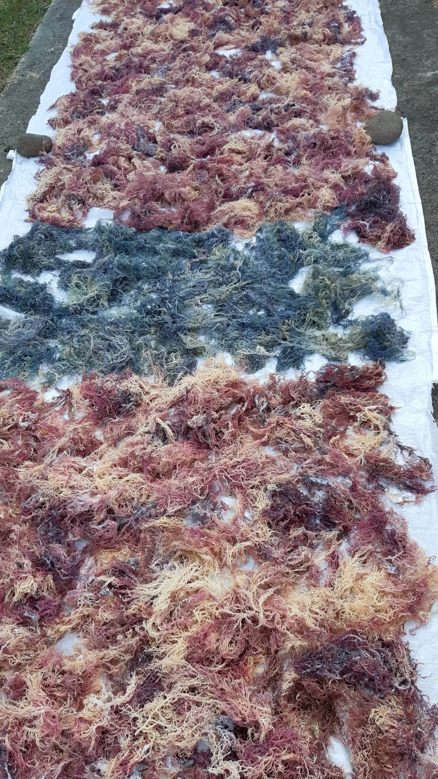 full-spectrum-sea-moss-image-2