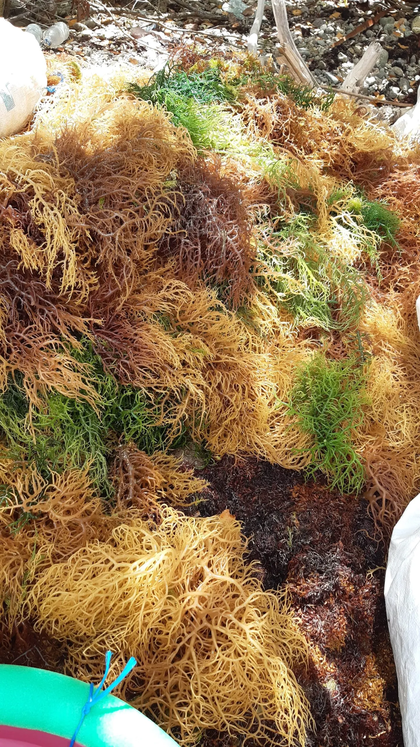 full-spectrum-sea-moss-image-3
