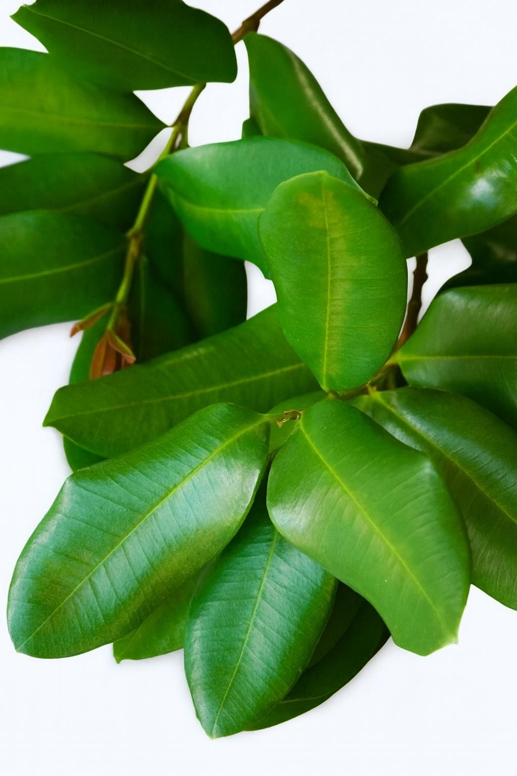 Bay Leaves1